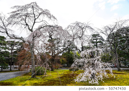 京都皇宮（京都皇宮）櫻花和松樹 50747430