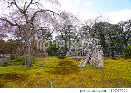 京都皇宮(京都皇宮)櫻花和松樹 京都皇宮(京都皇宮)櫻花和松樹 50747431