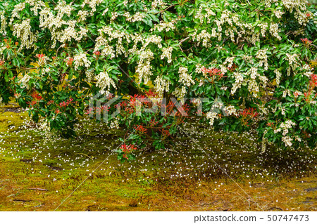 Kyoto Imperial Palace (kyoto imperial palace) 50747473