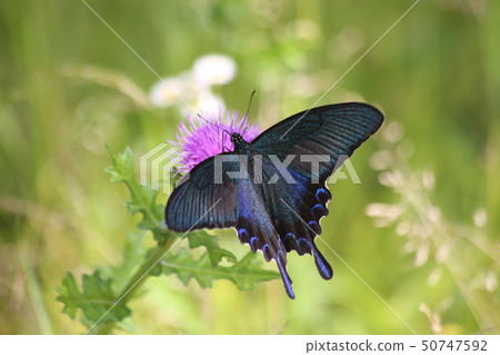 Callus Swallowtail Callus Swallowtail 50747592