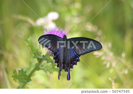 癒傷組織Swallowtail 癒傷組織Swallowtail 50747595