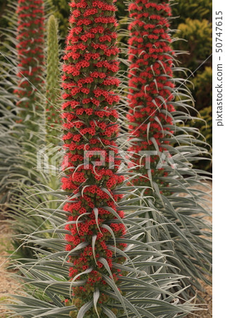 在盛開的長的開花的echium 在盛開的長的開花的echium 50747615