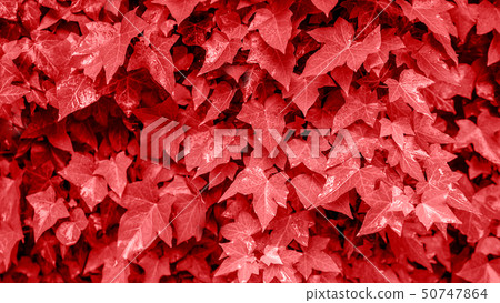 Fresh leaves of ivy as living coral background. Color of the year 2019. Fresh leaves of ivy as living coral background. Color of the year 2019. 50747864