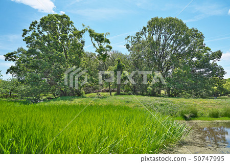 [Songtaoyama old burial mound] Osaka prefecture Sakai-shi Sakai-ku, Hakushin-cho, Yukuncho 2 50747995