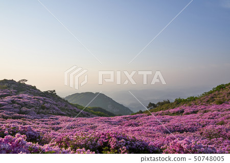 Azaleas, spring flowers, flowers Azaleas, spring flowers, flowers 50748005