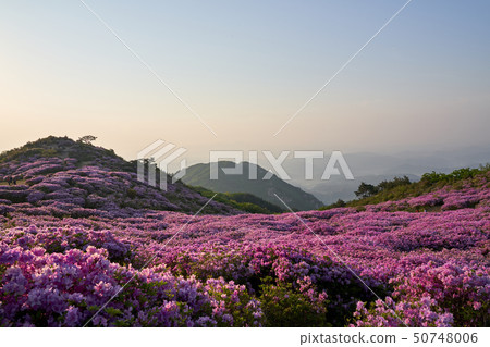 Azaleas, spring flowers, flowers Azaleas, spring flowers, flowers 50748006