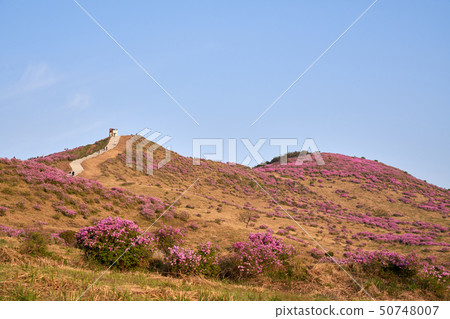 Azaleas, spring flowers, flowers Azaleas, spring flowers, flowers 50748007