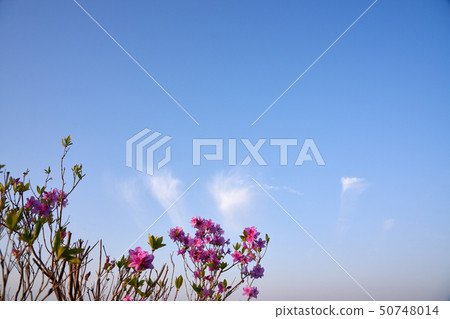 杜鵑花，春天的花朵，鮮花 50748014