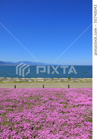 Shibazakura (Otsu lake shore Nagisa park) Shibazakura (Otsu lake shore Nagisa park) 50748043