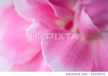 Flower petals Flower petals 50748141