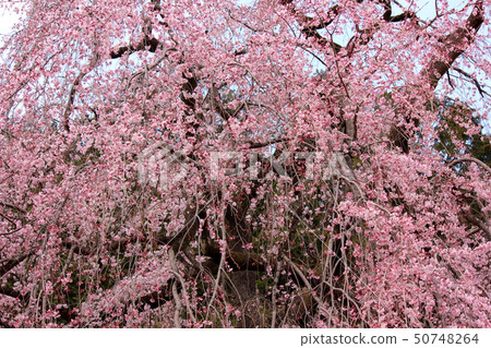 Shida Zakura of plum rock temple near the full bloom (3) Shida Zakura of plum rock temple near the full bloom (3) 50748264