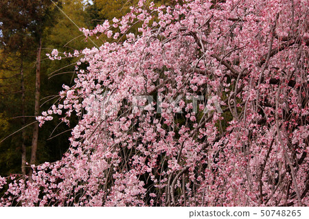The petal of a drooping cherry tree just before full bloom (2) The petal of a drooping cherry tree just before full bloom (2) 50748265