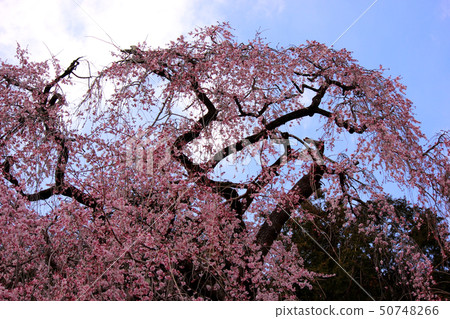Suzurikura of plum rock temple near the full bloom (4) Suzurikura of plum rock temple near the full bloom (4) 50748266
