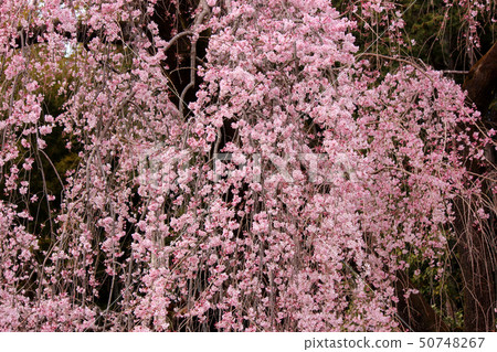The petal of a drooping cherry just before full bloom (3) The petal of a drooping cherry just before full bloom (3) 50748267