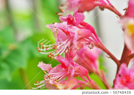 Pink safflower flower Pink safflower flower 50748439