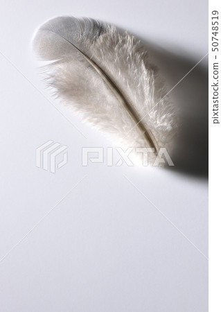 Bird's feather Bird's feather 50748519
