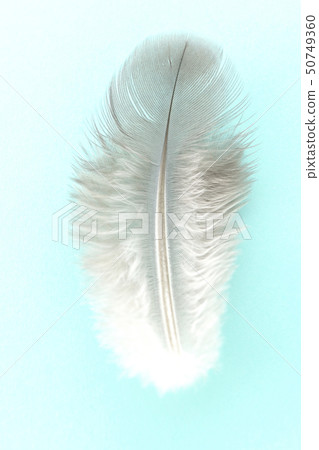Feathers 50749360