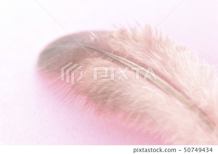 羽毛 羽毛 50749434