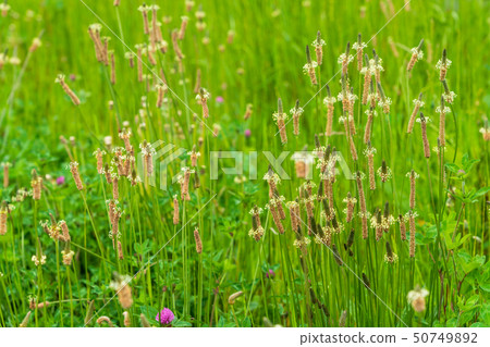 Spring Wildflowers 50749892