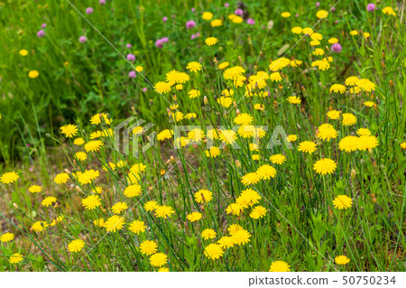 Spring Wildflowers Butana Spring Wildflowers Butana 50750234