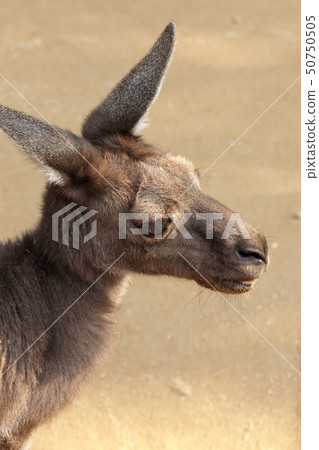 kangaroo 50750505