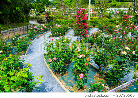 Kanagawa Prefecture Ikuta Ryokuchi Baru 50750506