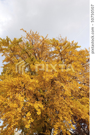 Ginkgo 50750507