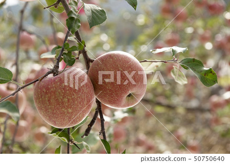 Apple tree Apple tree 50750640
