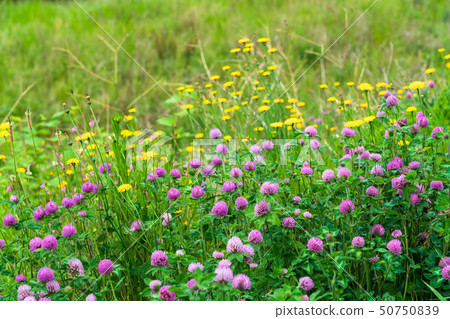 春天野花紫色釘子草和Butana 50750839