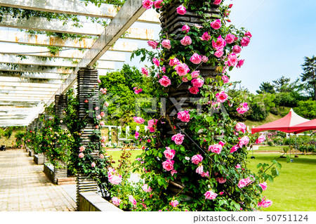 神奈川縣生田Ryokuchi Baru 神奈川縣生田Ryokuchi Baru 50751124