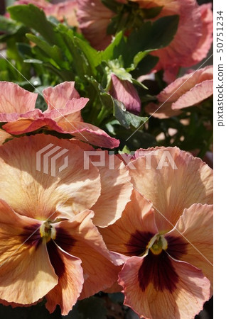 Pansy Pansy 50751234