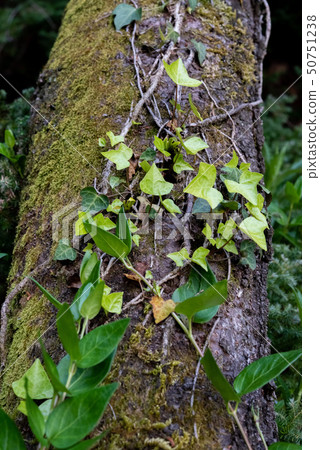 Ivy leaves Ivy leaves 50751238