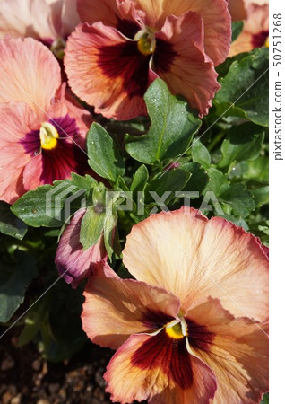 Pansy 50751268