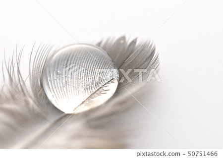 Feather and water Feather and water 50751466