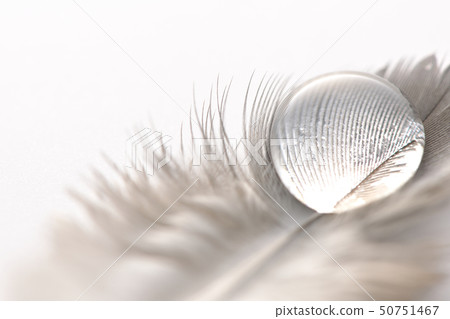 Feather and water 50751467