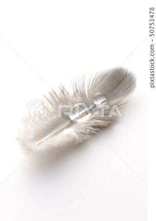 Feather and water 50751478