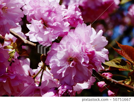 Double cherry blossoms Double cherry blossoms 50751667