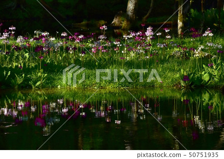 A cress flower that falls on the river surface of the flock of Lake Chuzenji Chisengahama A cress flower that falls on the river surface of the flock of Lake Chuzenji Chisengahama 50751935