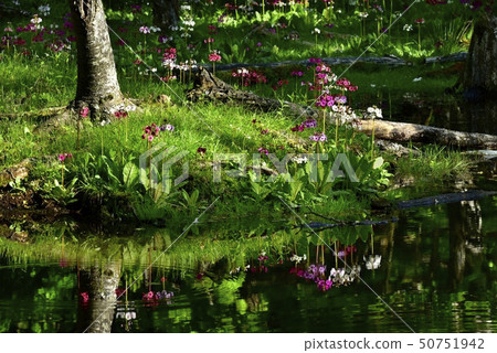 A cress flower that falls on the river surface of the flock of Lake Chuzenji Chisengahama 50751942