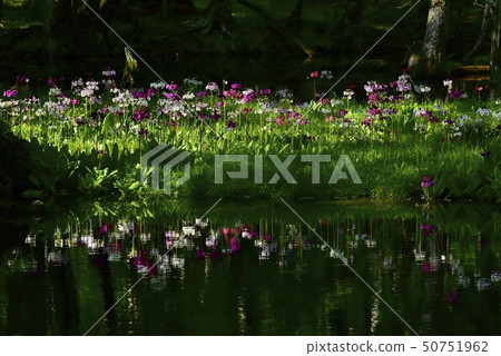 A cress flower that falls on the river surface of the flock of Lake Chuzenji Chisengahama A cress flower that falls on the river surface of the flock of Lake Chuzenji Chisengahama 50751962