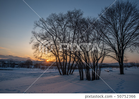 Sunset on snow and tree 50752366