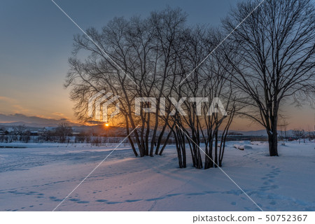 Sunset on snow and tree Sunset on snow and tree 50752367