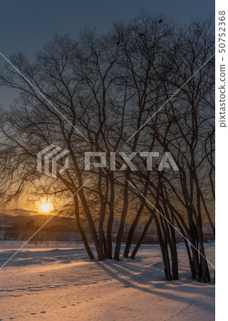 Sunset on snow and tree Sunset on snow and tree 50752368