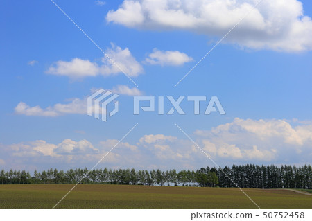 Hokkaido, Tokachi region, landscape of windbreak forests 50752458