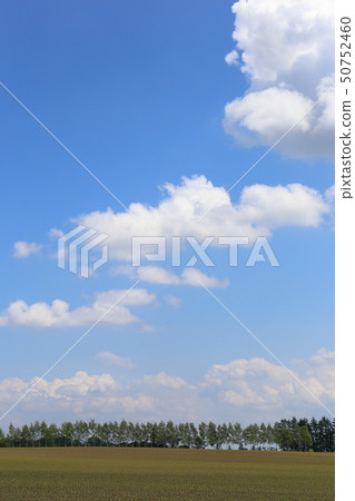 Hokkaido, Tokachi region, landscape of windbreak forests 50752460
