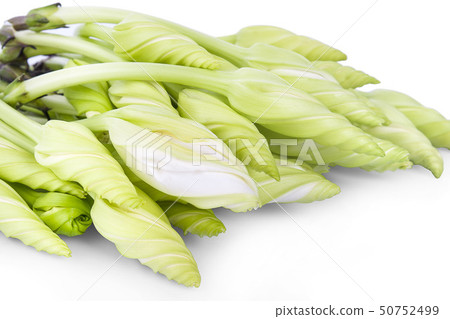 Moonflower (Ipomoea alba L.) isolate on white Moonflower (Ipomoea alba L.) isolate on white 50752499