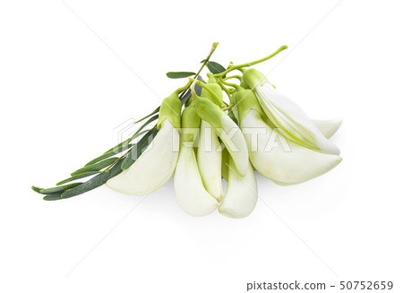 White Agasta ,Thai vegetable on white background White Agasta ,Thai vegetable on white background 50752659
