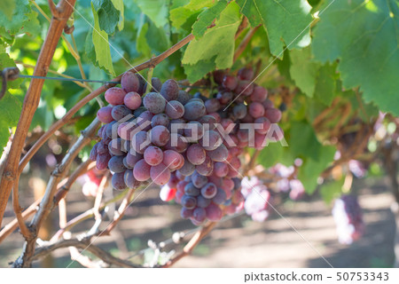 Ripe grapes and green leaves at sunlight Ripe grapes and green leaves at sunlight 50753343