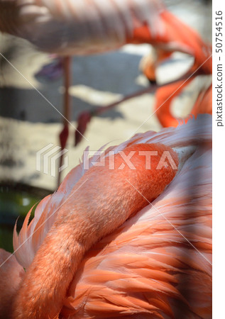 火烈鳥睡覺 50754516