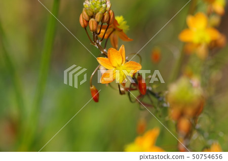 Bruvine Fulteskens (Hana Aloe) 50754656
